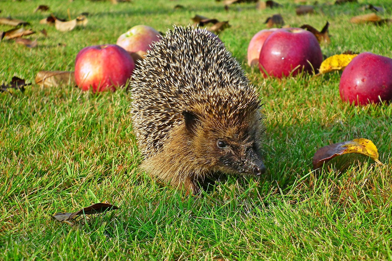 Illustration défi 01.03.2026